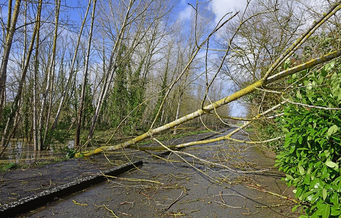 Arbre effondré sur la chaussée
